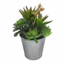 ASSORTED SUCCULENTS IN A ROUND TIN POT, 4 X 10 IN