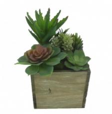 ASSORTED SUCCULENTS IN A SQUARE WOODEN BOX, 5-1/2 X 5-1/2 X 